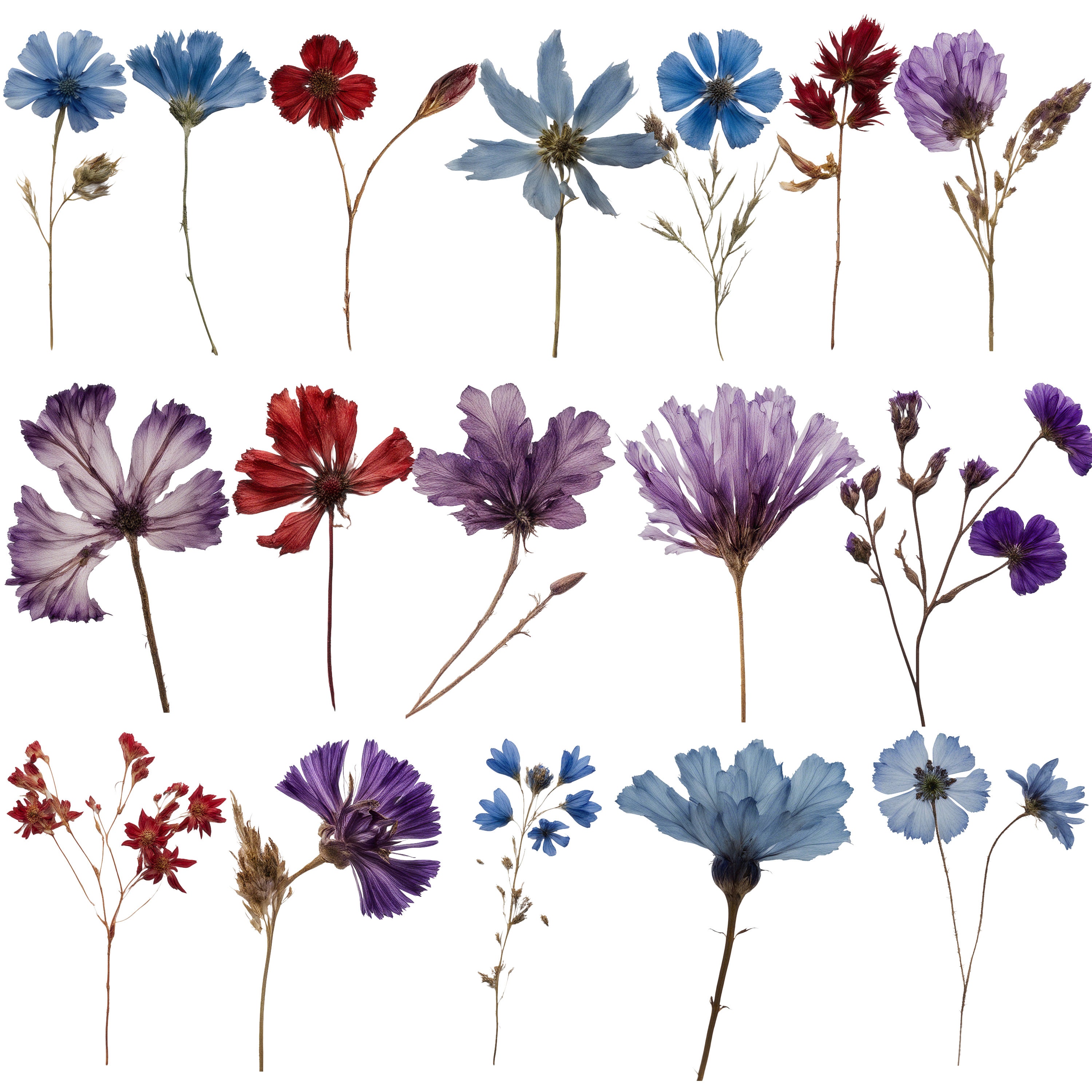 Real Dried Pressed Wildflowers Photo Clipart Bundle PNG Dried Plants ...