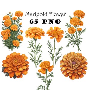 Fleur de souci vintage aquarelle Clipart PNG fleur de souci téléchargement numérique Bundle Calendula fleur graphiques octobre naissance mois fleur