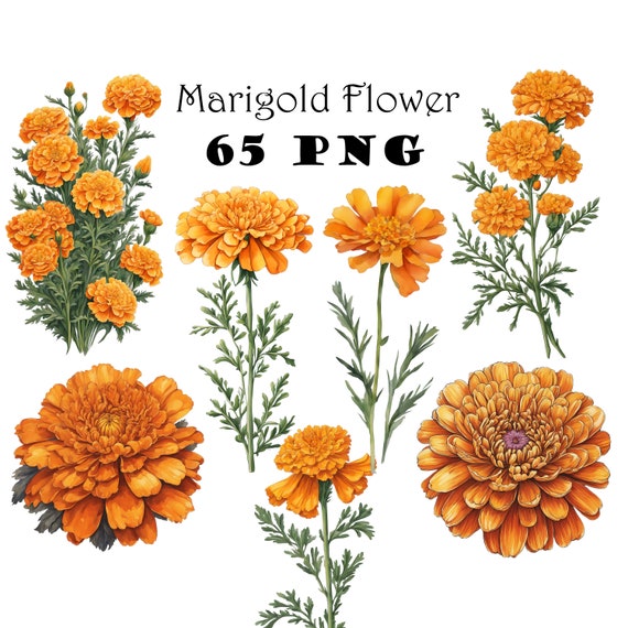 Marigold Flower Vintage Watercolor Clipart PNG Marigold Flower