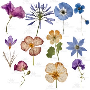 May include: A collection of pressed flowers including purple, blue, orange, and yellow blossoms. The set features various botanical specimens with visible stems, delicate petals, and green leaves arranged against a white background with a watermark.