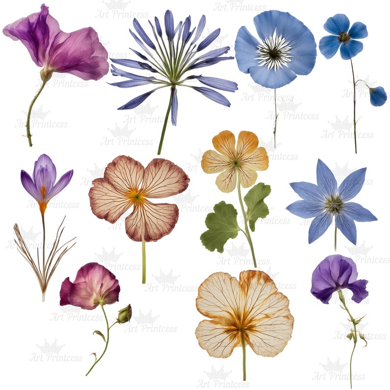 May include: A collection of pressed flowers including purple, blue, orange, and yellow blossoms. The set features various botanical specimens with visible stems, delicate petals, and green leaves arranged against a white background with a watermark.