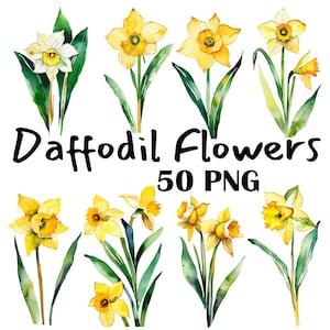 Jonquille aquarelle Clipart PNG Bundle jaune printemps fleurs florales Narcisse en téléchargement numérique Aquarelle botanique pour cartes et créations artisanales