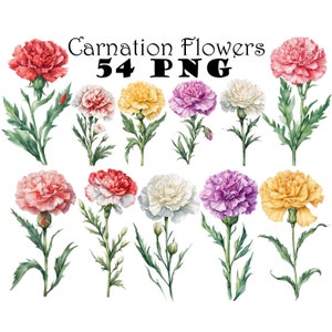 Paquete de imágenes prediseñadas de acuarela de flores de clavel, color morado, rojo, amarillo y blanco, ilustraciones de flores de clavel, flor del primer aniversario, flor de enero