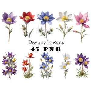 Pasqueflower aquarelle Clipart PNG Pâques fleur éléments de conception Clipart fond Transparent Pasqueflowers graphiques fleurs imprimables