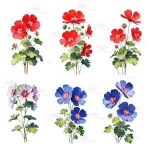 Watercolor Geranium Flower Clipart 50 PNG Red Purple White Pink ...