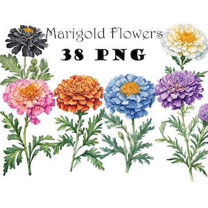 Clipartbundel goudsbloembloemen 38 aquarel png's met transparante achtergrond vintage en kleurrijke bloemen digitale kunst gratis commercieel gebruik