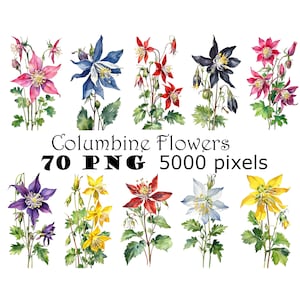 Fleurs d'ancolie aquarelle Clipart PNG en téléchargement numérique Bundle Illustrations de fleurs de bonnet de grand-mère imprimable Tiges d'ancolie cartes bricolage