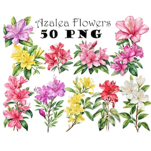 Aquarela de flores de azaléia Clipart PNG Ilustrações de flores de gladíolo Conjunto de flores de azaléia para impressão 40º aniversário de flores