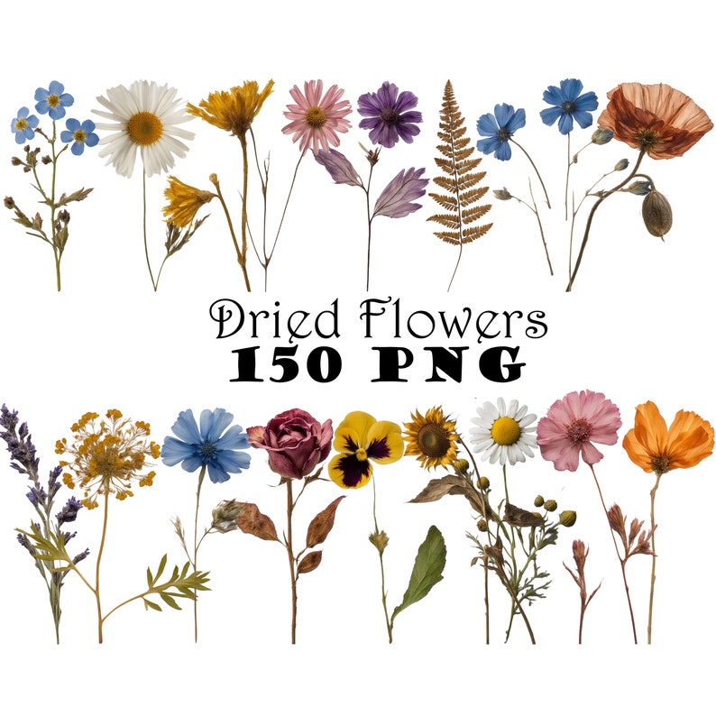 Real Dried Pressed Wildflowers Photo Clipart Bundle PNG Dried Plants ...