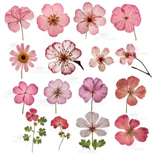 May include: A collection of sixteen pressed flowers in various shades of pink, ranging from pale blush to deep rose. The assortment includes individual blossoms, some with visible stems and green leaves, displaying delicate petal textures and veins.