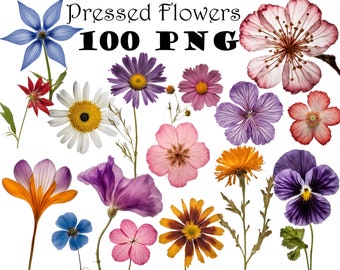 Real Dried Pressed Wildflowers Photo Clipart Bundle PNG Dried Plants PNG Transparent Background Pressed Plants Boho Flowers Botanical PNG