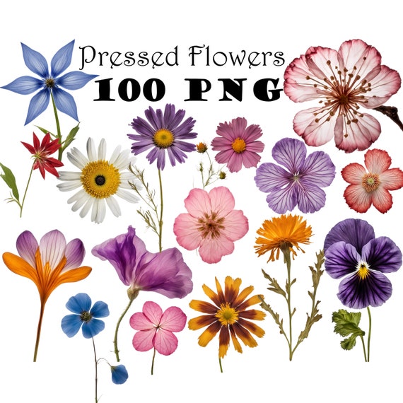 Real Dried Pressed Wildflowers Photo Clipart Bundle PNG Dried Plants PNG Transparent Background Pressed Plants Boho Flowers Botanical PNG