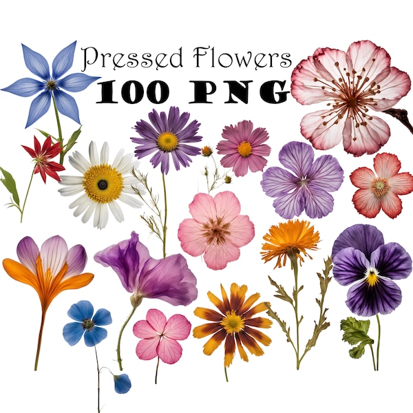 Echte getrocknete gepresste Wildblumen Foto Clipart Bundle PNG Getrocknete Pflanzen PNG Transparenter Hintergrund Gepresste Pflanzen Boho Blumen Botanische PNG