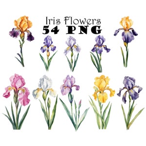 Aquarel irisbloem clipart PNG wit paars roze gouden irisbloem digitale download grafische bundel 25e verjaardag bloem clipart png