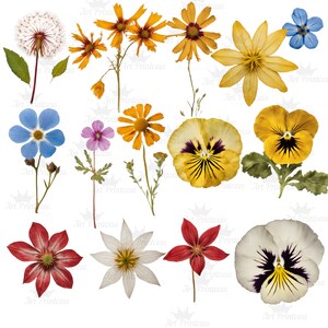 May include: A collection of various pressed flowers including a white dandelion, yellow and orange daisies, blue forget-me-nots, purple wildflowers, yellow and white pansies with dark centers, and red star-shaped blossoms arranged on a white background.