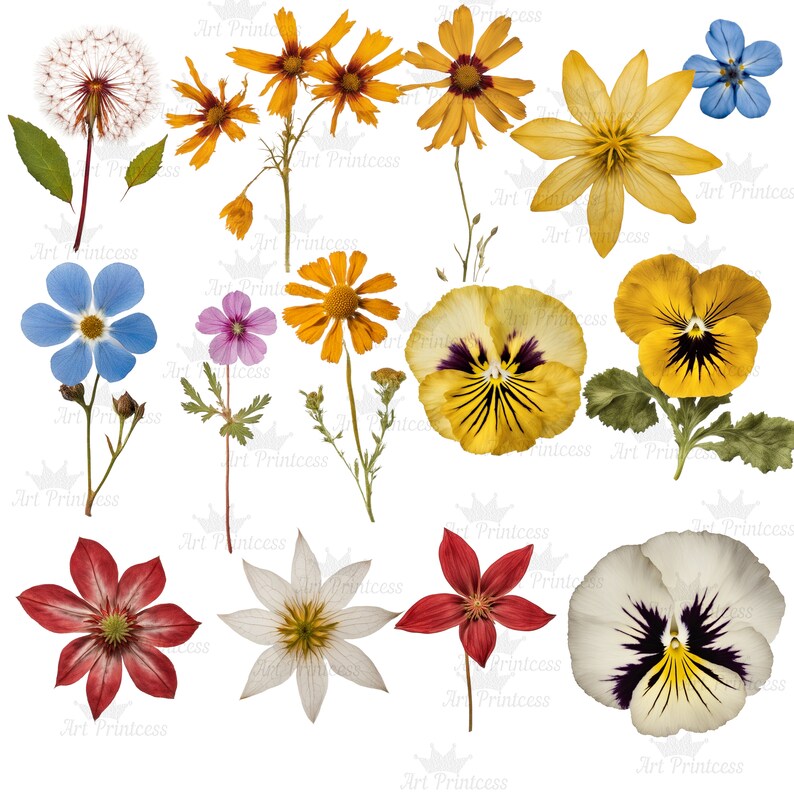 May include: A collection of various pressed flowers including a white dandelion, yellow and orange daisies, blue forget-me-nots, purple wildflowers, yellow and white pansies with dark centers, and red star-shaped blossoms arranged on a white background.