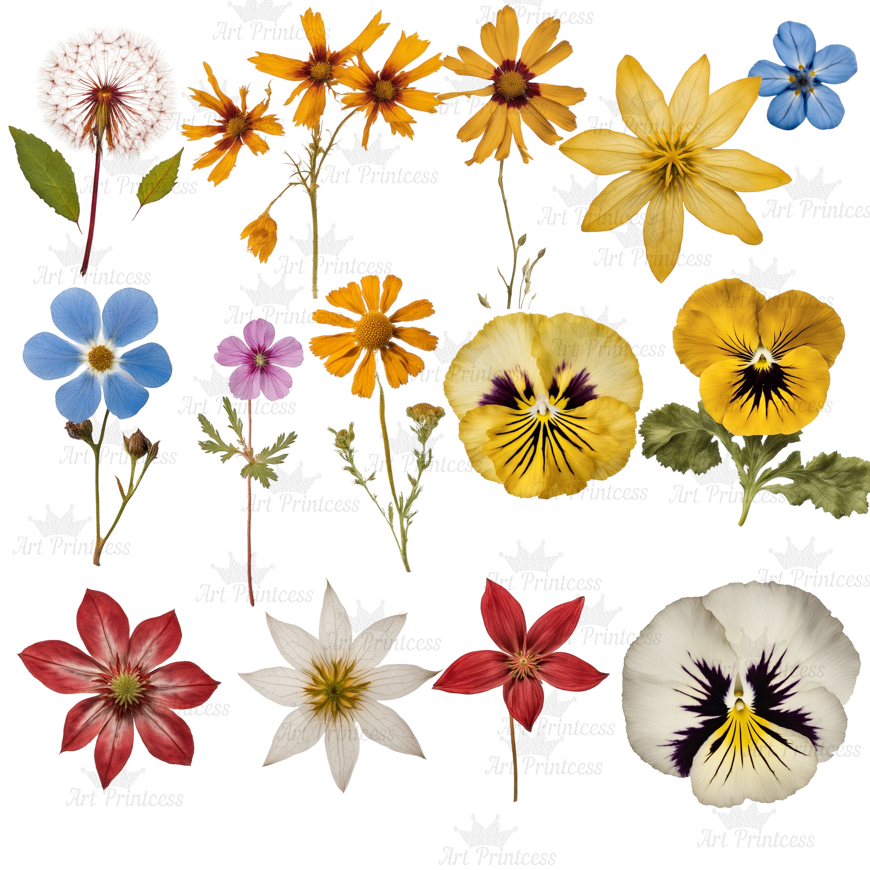 Real Dried Pressed Wildflowers Photo Clipart Bundle PNG Dried Plants ...
