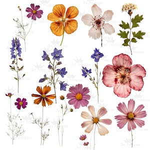 May include: A collection of pressed botanical specimens featuring various flowers including purple cosmos, orange poppies, white blossoms, blue delphiniums, and pink petals. Each plant is displayed individually against a plain white background.