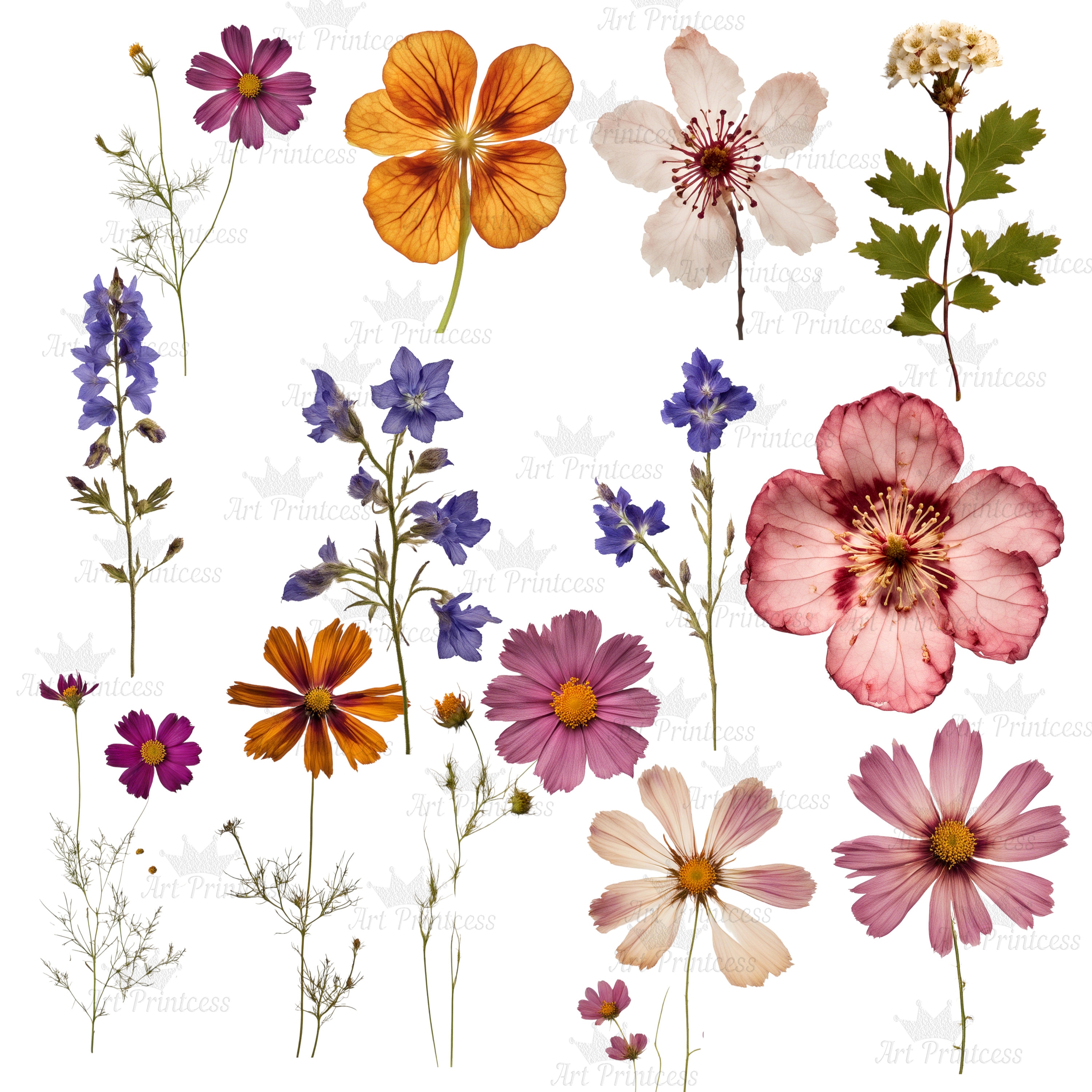 Real Dried Pressed Wildflowers Photo Clipart Bundle PNG Dried Plants ...