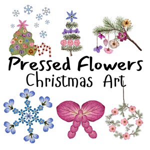 Gepresste Blumen Weihnachten Designs Clipart PNG Echte Blumen Urlaub Kunst Getrocknete Blumen Urlaub Designs Digital gepresste Blumen PNG
