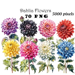 Dahlia bloem clipart PNG aquarel dahlia bloem clipart digitale bundel afdrukbare PNG-bestanden voor commercieel gebruik transparante achtergrond