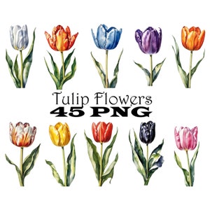 Tulip Flower Watercolor Clipart PNG Tulip Flower Single Stalks Illustrations Printable Colorful Garden Flowers Set 11th Anniversary Flower