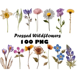 Pacote de fotos de flores silvestres prensadas secas reais PNG Plantas secas PNG Fundo transparente Plantas prensadas Flores Boho Botânicas PNG