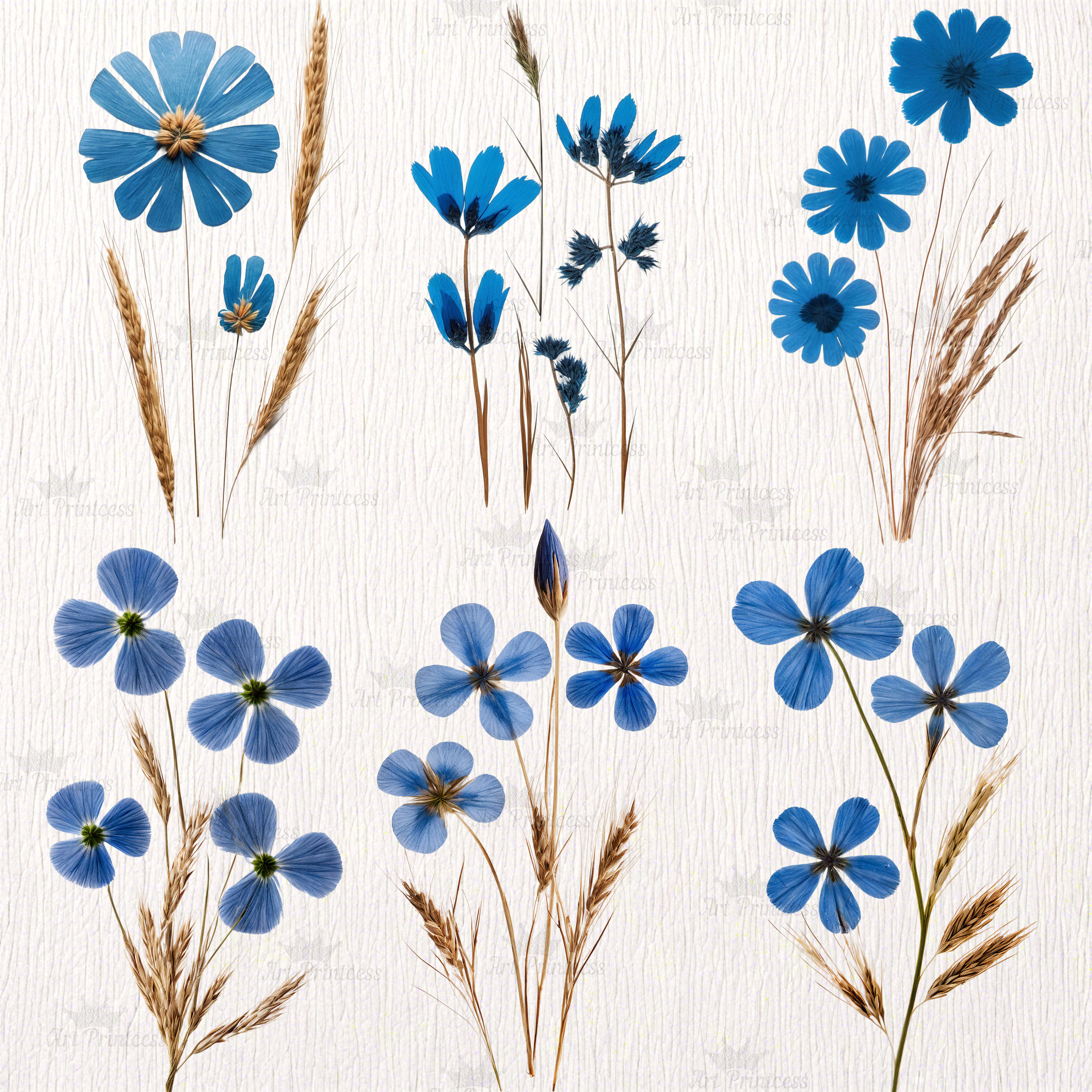 Real Dried Pressed Wildflowers Photo Clipart Bundle PNG Dried Plants ...