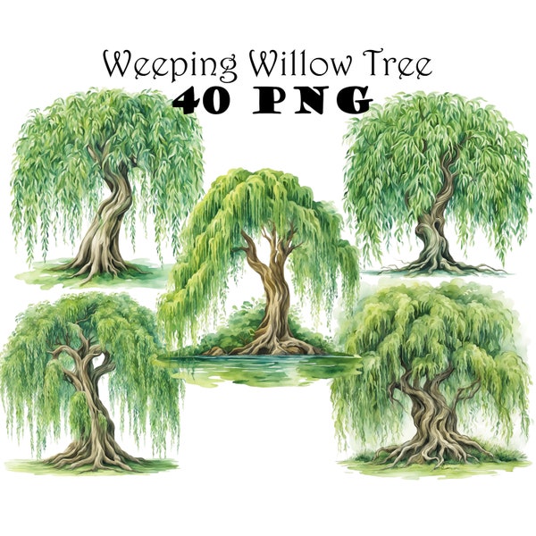 Watercolor Weeping Willow Tree Clipart PNG Willow Tree Graphics Transparent Background Willow Tree Illustrations Digital Download Bundle
