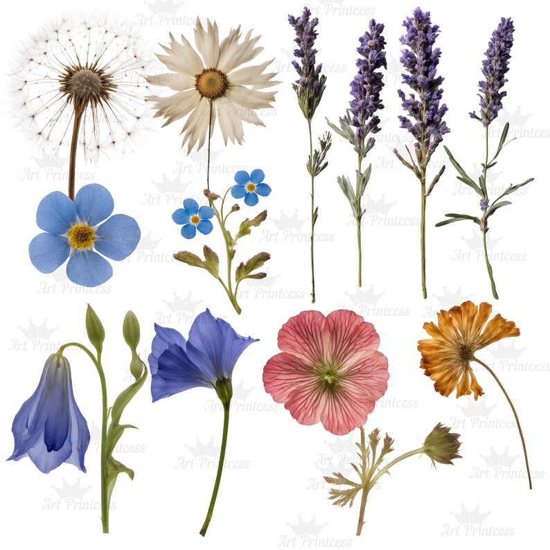 May include: A collection of botanical illustrations featuring a white dandelion seed head, a white daisy, four purple lavender stalks, a blue forget-me-not, a blue bell-shaped flower, a blue petal flower, a pink veined flower, and an orange flower.