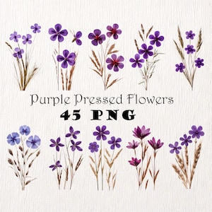 Pacote de clipart de flores roxas secas prensadas PNG Flores silvestres prensadas Fundo transparente Clipart Plantas secas Clipart PNG Arte de plantas reais