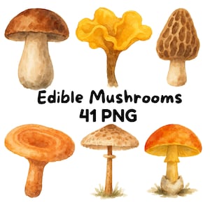 Pacchetto di clipart di funghi commestibili, 64 immagini PNG ad acquerello con sfondo trasparente, arte botanica, decorazioni per la cucina, uso commerciale gratuito