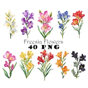 フリージアの花の水彩画クリップアートPNG フリージアの花の一本の茎のイラスト 印刷可能な庭の花セット 7周年記念の花
