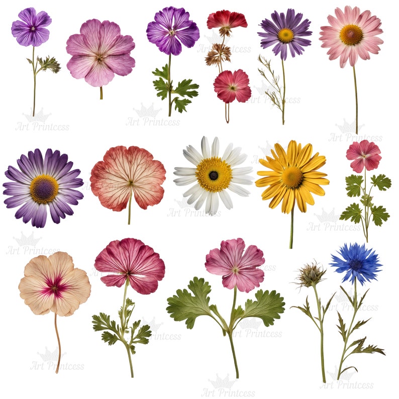 May include: A collection of pressed flowers including purple, pink, yellow, white, and blue blossoms with green stems and leaves. Each flower is displayed individually against a white background, featuring delicate petals and visible botanical textures.
