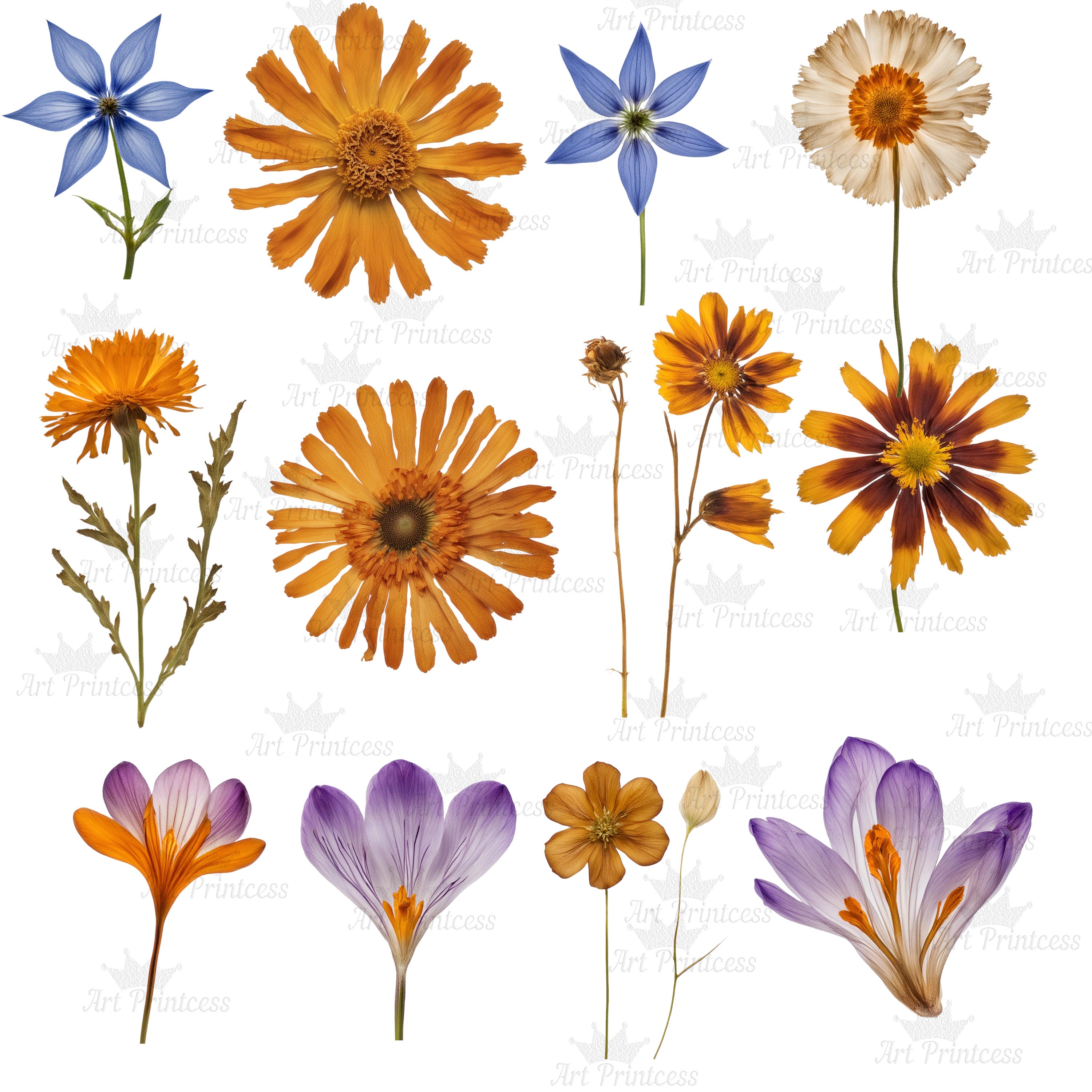 Real Dried Pressed Wildflowers Photo Clipart Bundle PNG Dried Plants ...