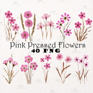 Pacote de fotos de flores silvestres prensadas secas reais PNG Plantas secas PNG Fundo transparente Plantas prensadas Flores Boho Botânicas PNG