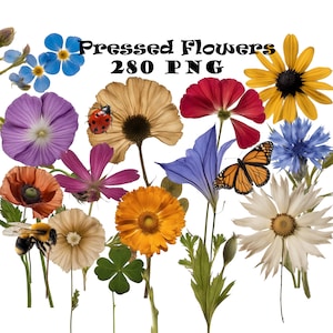 Gepresste Getrocknete Blumen PNG Echte gepresste Wildblumen Clipart Bundle PNG Echte getrocknete gepresste Wildblumen Foto Clipart Bundle PNG Getrocknete Pflanzen