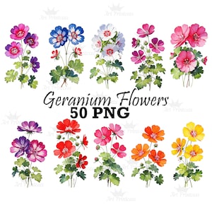 Paquete de 50 imágenes prediseñadas de flores de geranio en acuarela, rojo, morado, blanco y rosa, flores de jardín, imágenes prediseñadas, 4.º aniversario, PNG