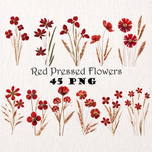 Pacote de clipart de flores silvestres vermelhas prensadas PNG Flores secas Clipart Foto Plantas secas PNG Fundo transparente Plantas prensadas Flores Boho