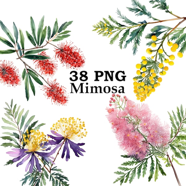 Mimosa Flower Watercolor Clipart PNG Digital Download Silver Wattle Flower Graphics Acacia Flowers Illustration Printable Flowers DIY Cards