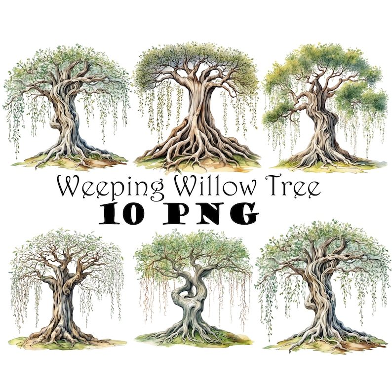 Ancient Watercolor Weeping Willow Tree Clipart PNG Willow Tree Graphics