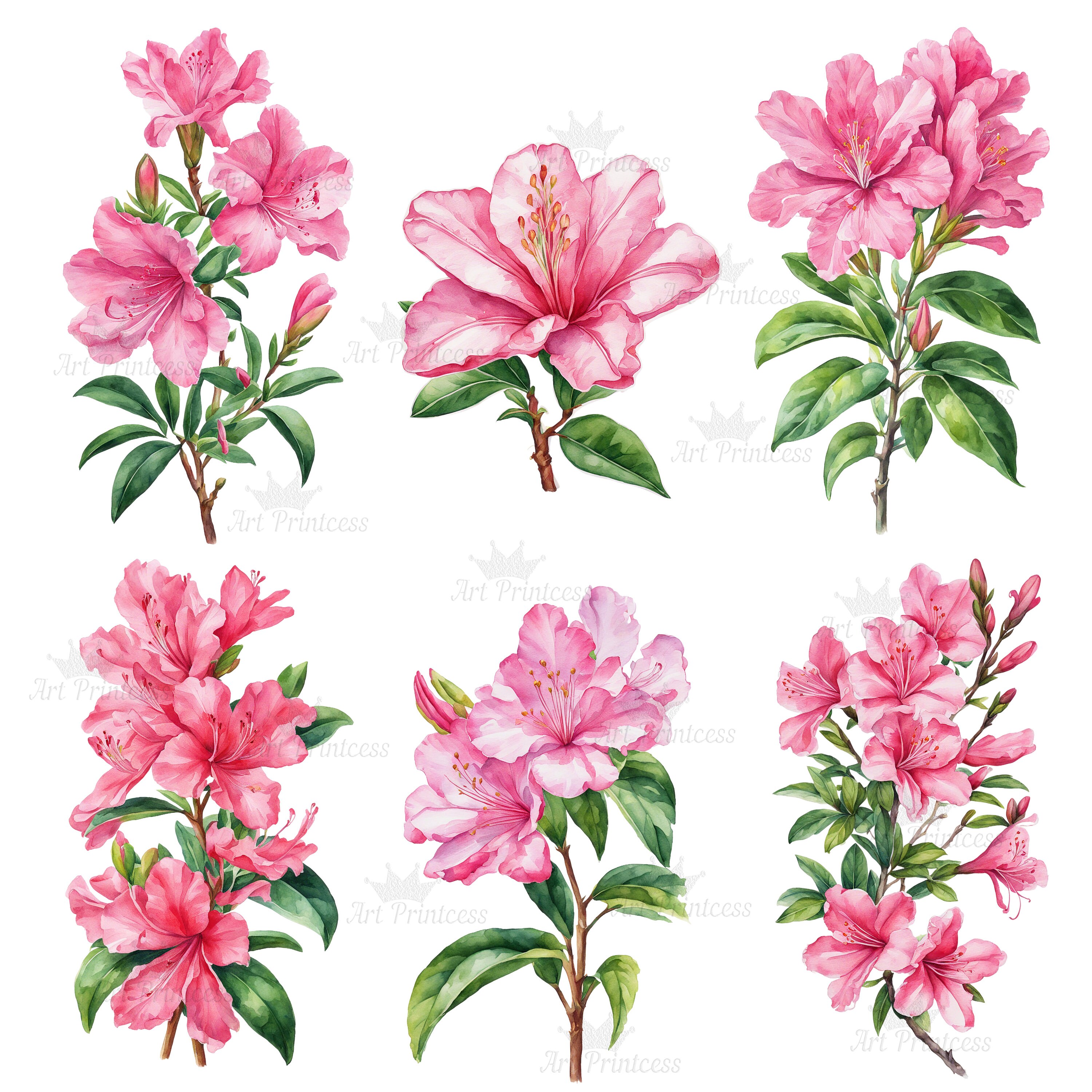 Watercolor Azalea Clipart Floral PNG Set Azalea Flower Illustrations ...