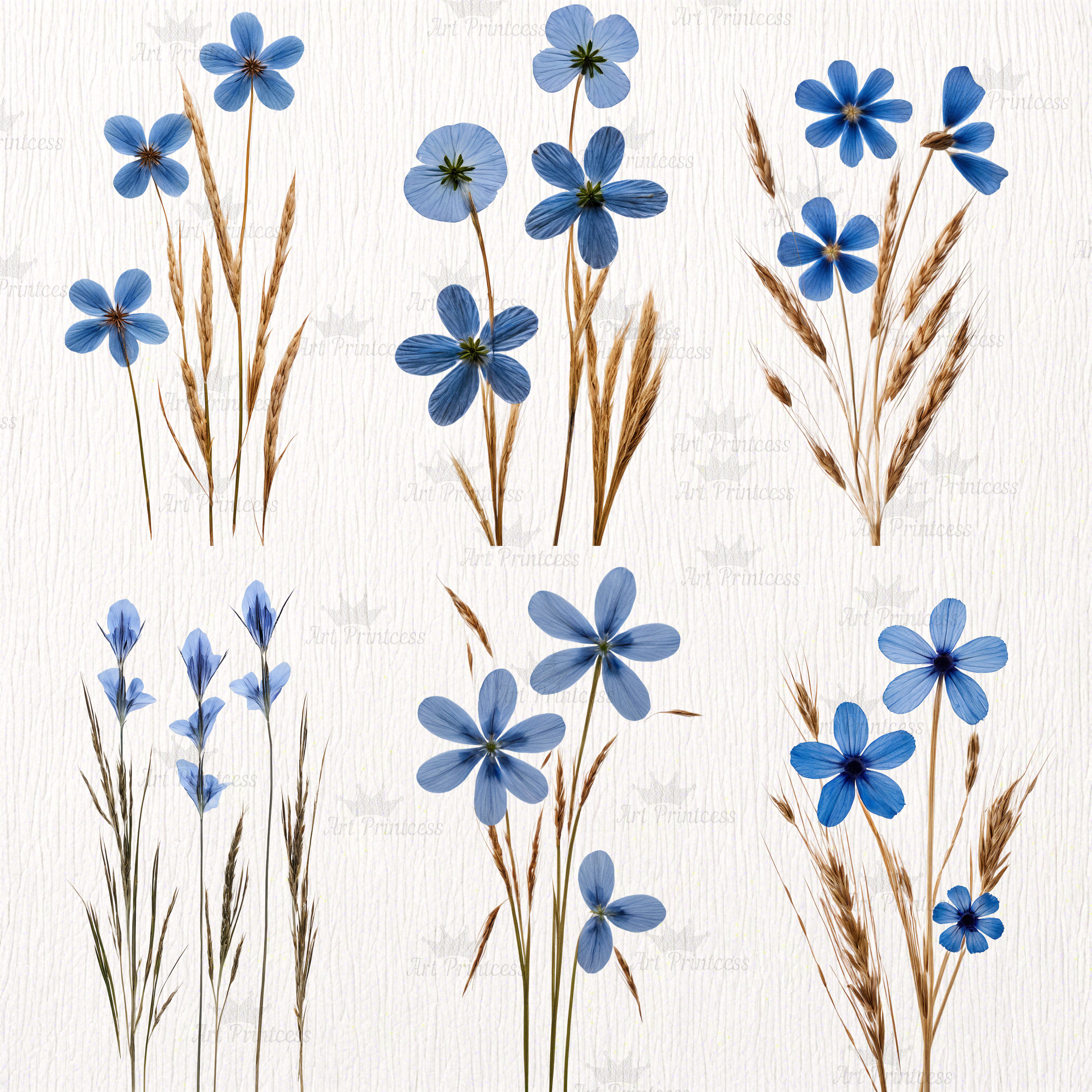 Real Dried Pressed Wildflowers Photo Clipart Bundle PNG Dried Plants ...