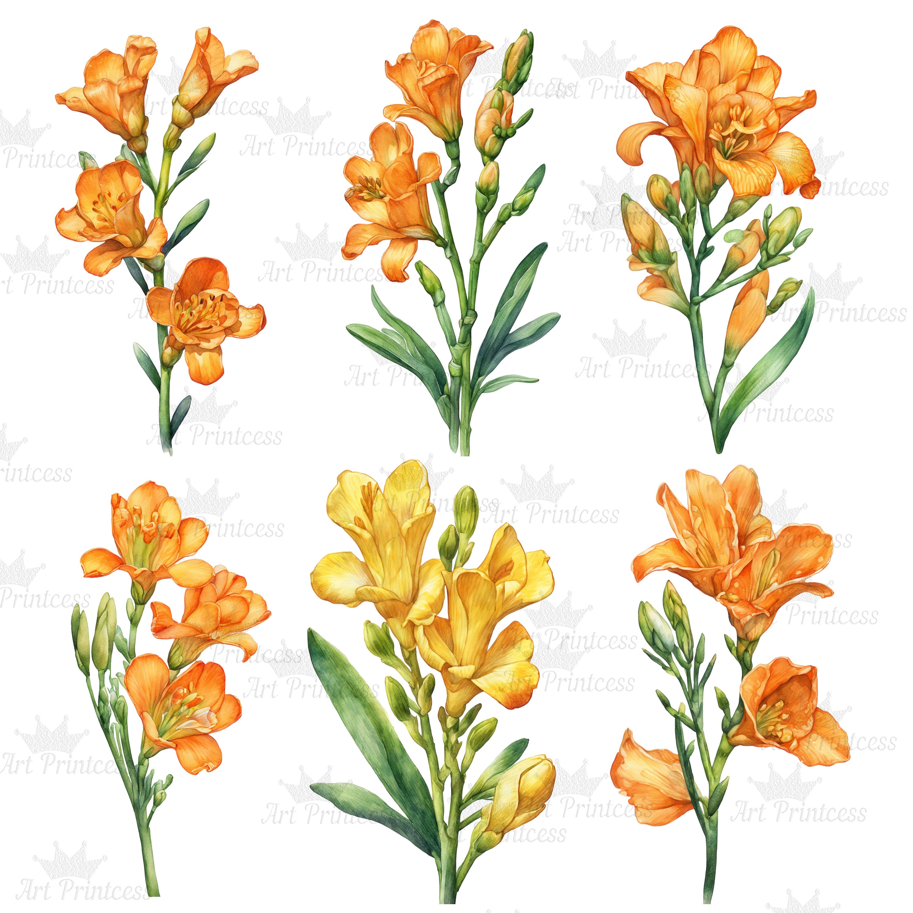 2,100+ Freesia Stock Illustrations, Royalty-Free Vector