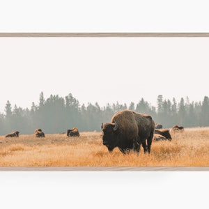 May include: A large brown bison stands in a field of tall, dry grass. The bison is looking to the left of the frame. There are other bison in the background, some lying down and some standing. The background is a hazy forest.
