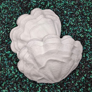 Giant Clam Shell Set