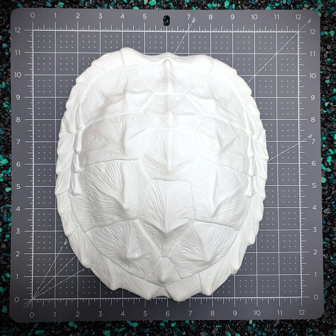 Snapping Turtle Shell - Etsy