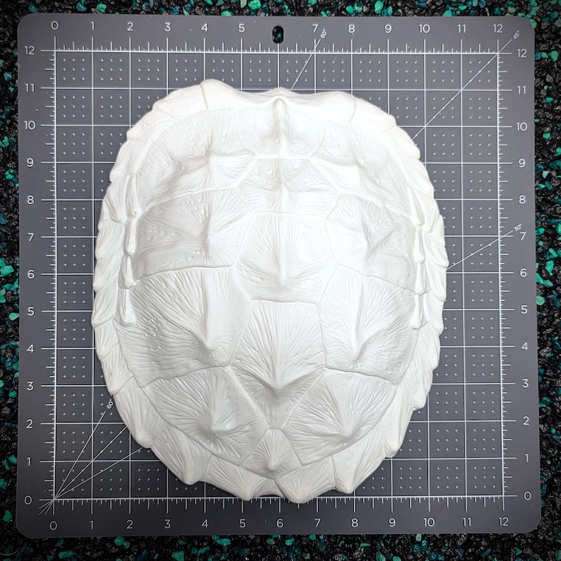 May include: A white, textured turtle shell replica. The shell is oval-shaped with detailed, raised patterns mimicking the natural structure of a turtle's shell. The shell is approximately 25 cm wide and 30 cm long.