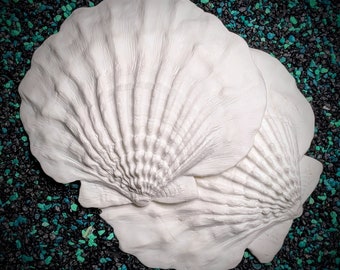 Giant Lion Paw Shell Set