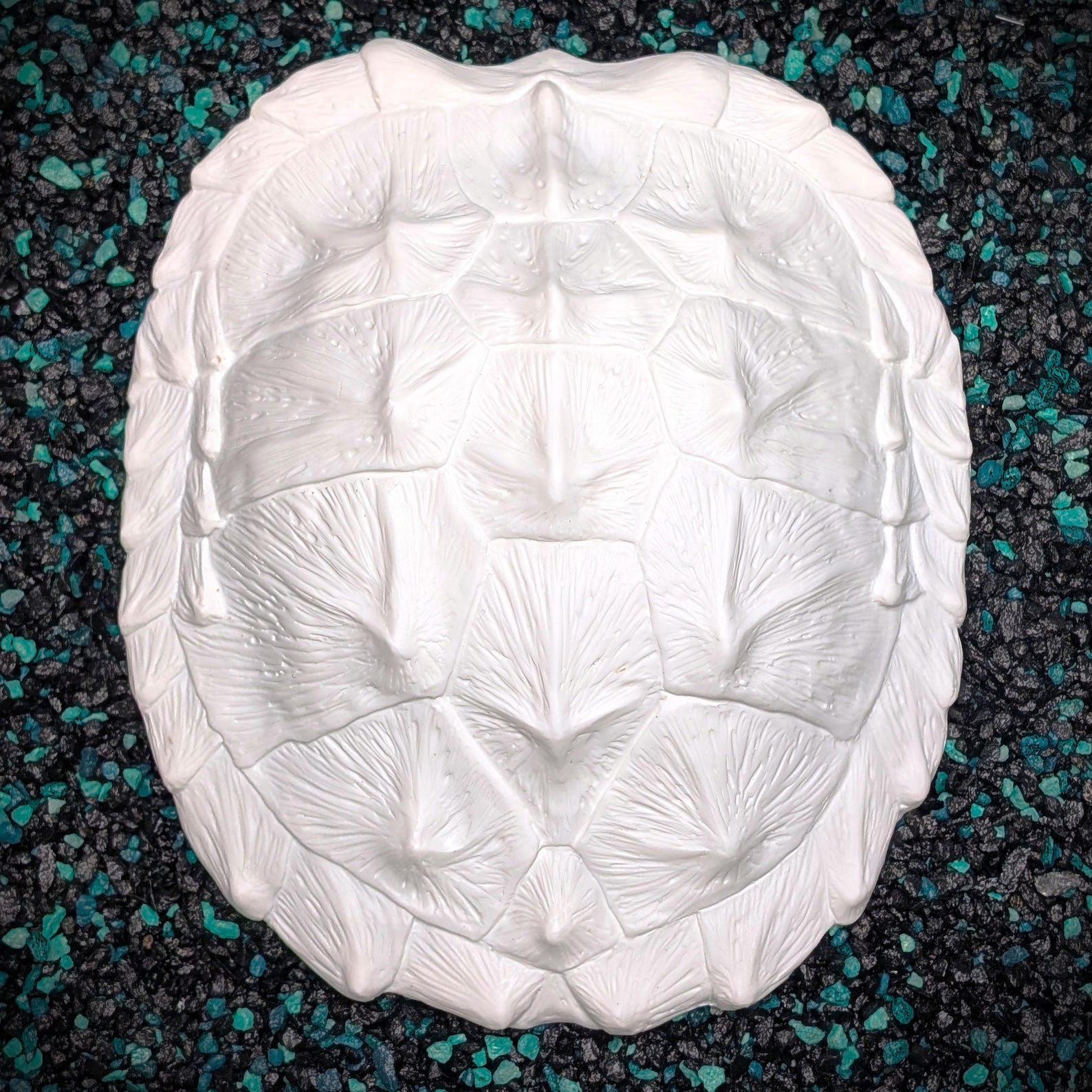 Snapping Turtle Shell - Etsy